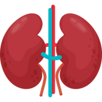 Kidneys. Human cartoon organ png