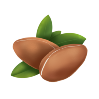 argan noz ilustração png