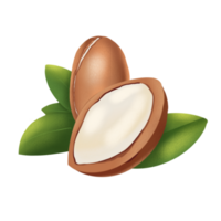 argan nöt illustration png