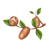 Argan nut illustration png