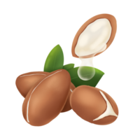 Argan nut illustration png