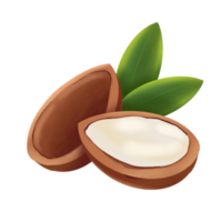 argan nöt illustration png