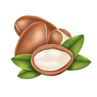 argan noot illustratie png