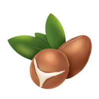 Argan nut illustration png