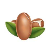 argan noot illustratie png