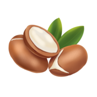 Argan nut illustration png