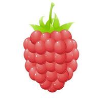 Cartoon style raspberry vector illustration. Isolated on white.