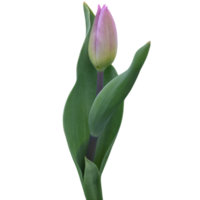 fiore di tulipano viola png