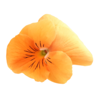 orange pansy flower png