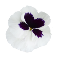 white pansy flower png