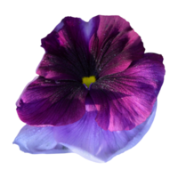 purple pansy flower png