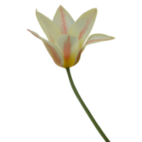 gelbe und orangefarbene Tulpenblume png