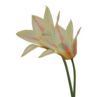 pink and yellow tulip flower png