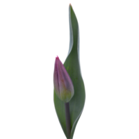 fiore di tulipano viola png