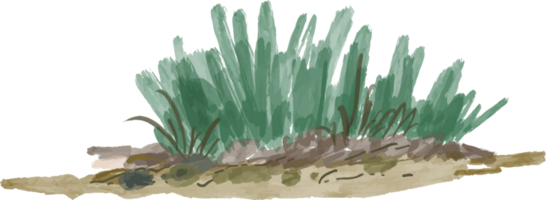 an isolated watercolor illustration of grass png