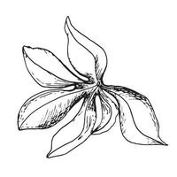 Leaves of passion flower plant vector illustration isolated on white. Tropical foliage hand drawn. Design element for wrapping, menu, market, herbal tea, ice-cream, stickers, tableware.