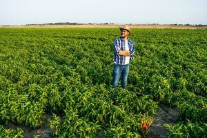 Happy farmer is standing in his pepper plantation. photo