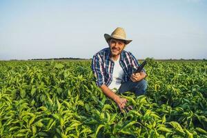 Happy farmer is standing in his pepper plantation. photo