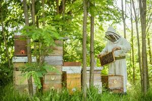 Beekeeper with his beehives in forest. Beekeeping professional occupation. photo