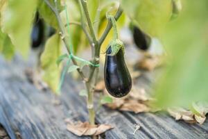 Small eggplant growing photo