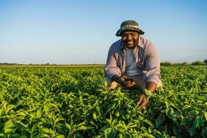 granjero es en pie en su creciente haba de soja campo. foto