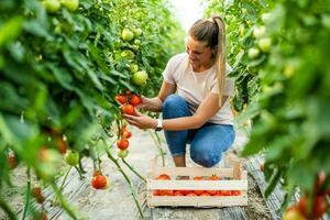 Organic greenhouse business. Farmer is examining tomatoes in her garden. photo