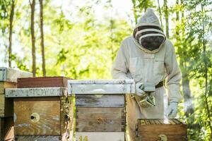 Beekeeper with his beehives in forest. Beekeeping professional occupation. photo