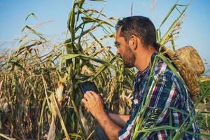 granjero a un seco maíz campo cultivos foto