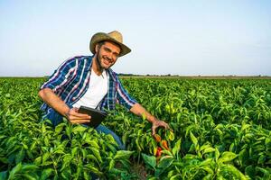 Happy farmer is standing in his pepper plantation. photo