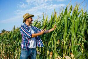 Farmer is standing in his growing corn field. photo