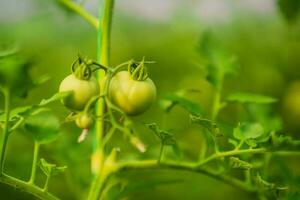 Close up image of unripe tomatoes in greenhouse. photo