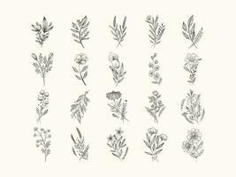 set of Hand drawn floral elements vector