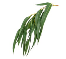 groen bladeren patroon, blad eucalyptus boom geïsoleerd png