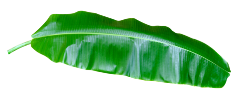 verde folhas padrão, folha banana isolado png