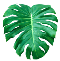 grön löv mönster, blad monstera isolerat png