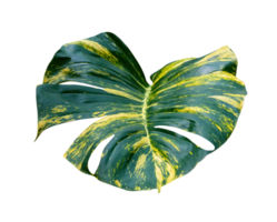 grön löv mönster av epipremnum aureum lövverk isolerat, blad exotisk tropisk, djävulens murgröna, gyllene pothos png