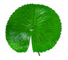 vert feuilles motif, feuille lotus isolé png