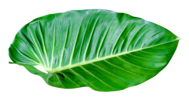 groen bladeren patroon, blad homalomena Filippijnse boom geïsoleerd png