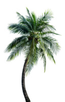 Green Leaves of palm,coconut tree bending isolated png