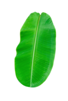verde folhas padrão, folha banana isolado png