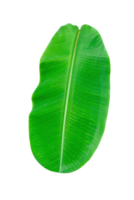 vert feuilles motif, feuille banane isolé png