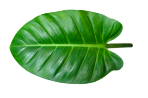 Green leaves pattern,leaf Homalomena philippinensis tree isolated png