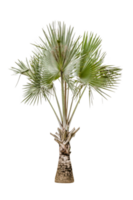 Copernicia hospita palm isolated png