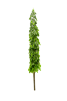 Polyalthia longifolia tree isolated png