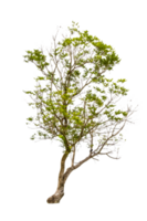 árbol verde aislado png