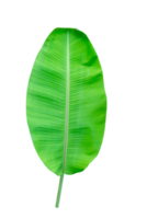 vert feuilles motif, feuille banane isolé png