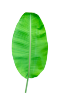 groen bladeren patroon, blad banaan geïsoleerd png