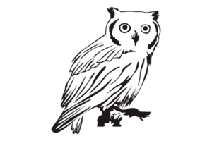 Animal - Owl Line Art png