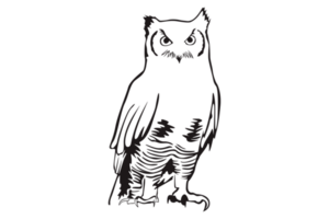 Animal - Owl Line Art png