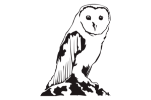 animal - hibou ligne art png